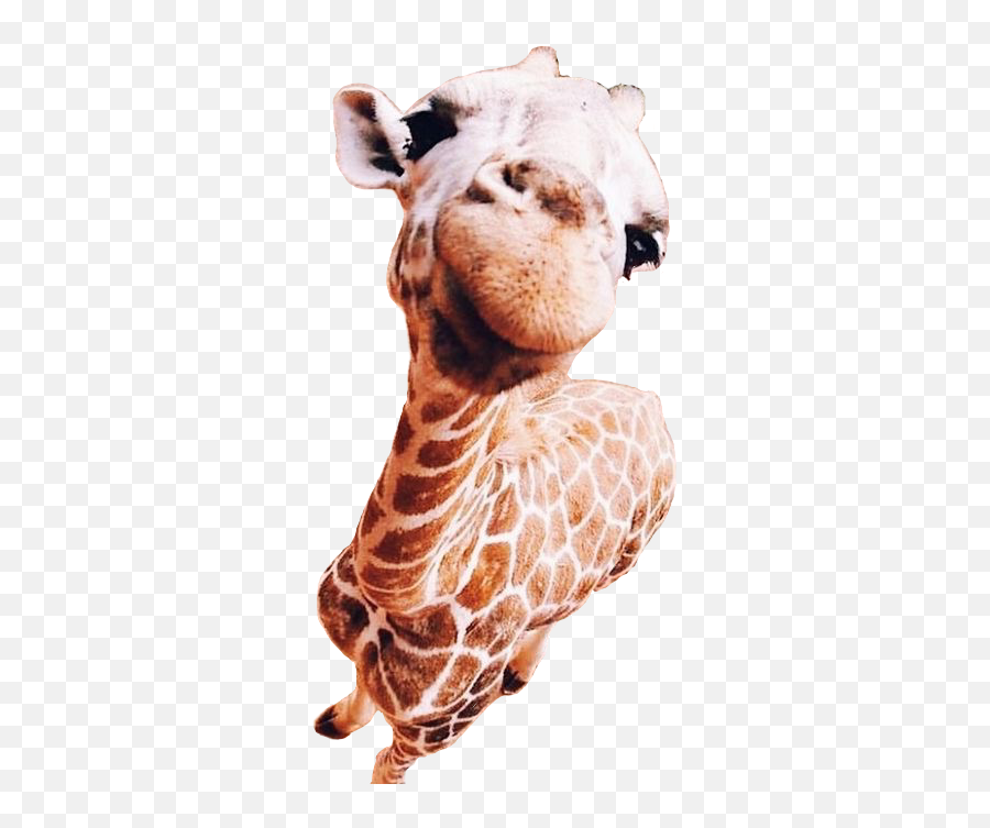 Giraffes Giraffe Photobomb Sticker By Jodi - Vsco Animals Emoji,Picture Of Giraffe Emoji