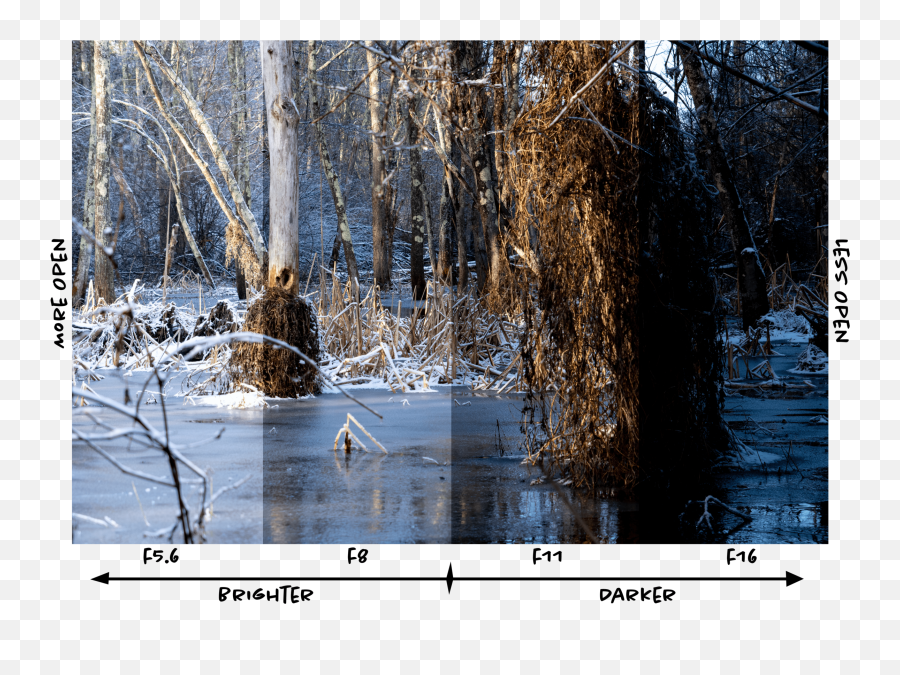 The Ultimately Simple Guide To Using A - Northern Hardwood Forest Emoji,Slow Shutter Speed Photography With Emotion