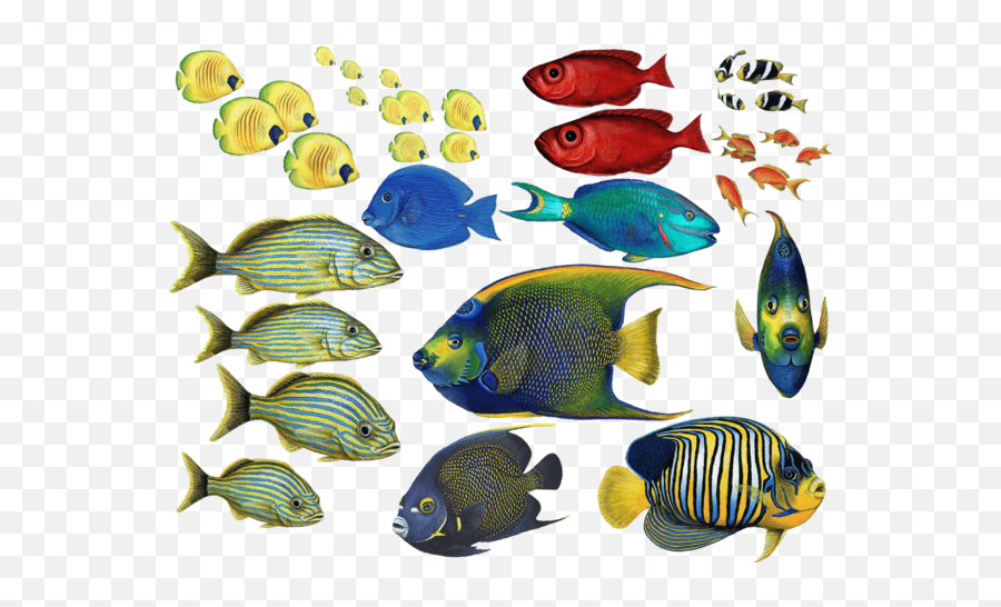 Tropical Fish Stickers - Coral Reef Fish Png Emoji,Tropical Fish Emoji