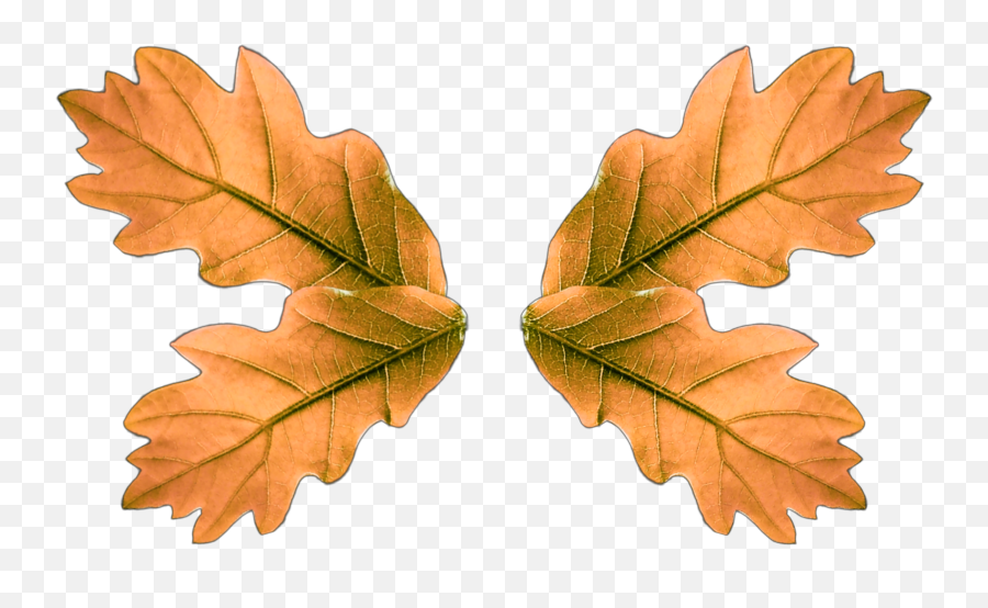The Most Edited Autumnleaf Picsart Emoji,Facebook Autumn Leaves Emoticon
