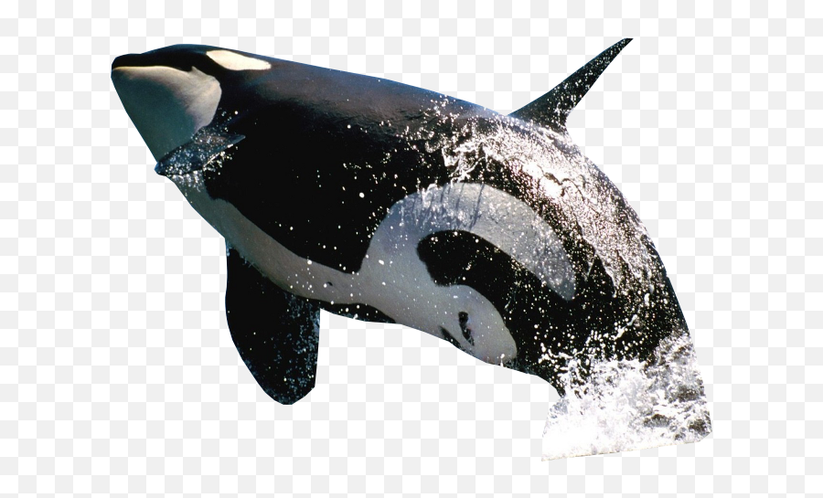 Killer Whale Jumping - Transparent Killer Whale Png Emoji,Killer Whale Emoji