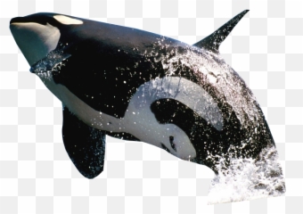 Killer Whale Jumping - Transparent Killer Whale Png Emoji,Killer Whale Emoji
