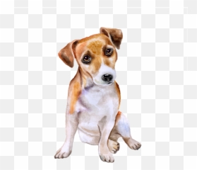 Jack Russell Terrier Corgi - Feist Emoji,Jack Russell Emoji