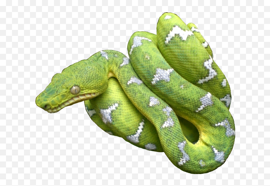 The Most Edited - Emerald Tree Boa Transparent Background Emoji,Albino Emoji Snake