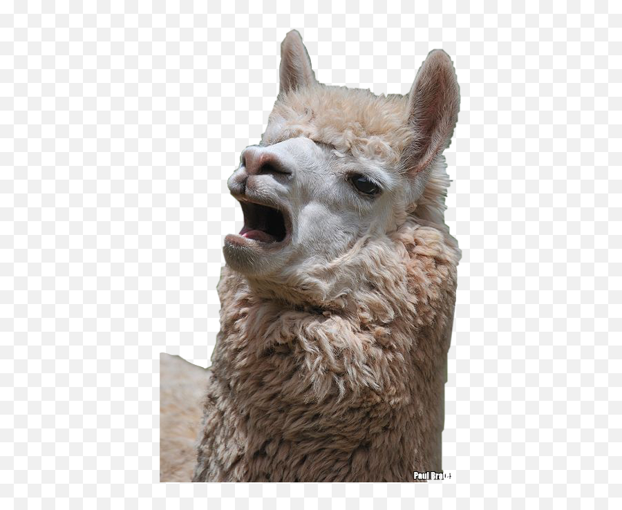 Llama Gasp Shock Animal Wow Sticker - Singing Llama Transparent Background Emoji,Copy And Paste Emojis Alpaca