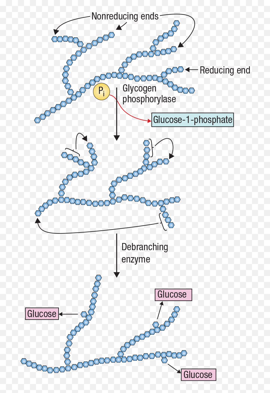 The Metabolic And Endocrine System Springer Publishing - Language Emoji,Work Emotion Rs Alpha