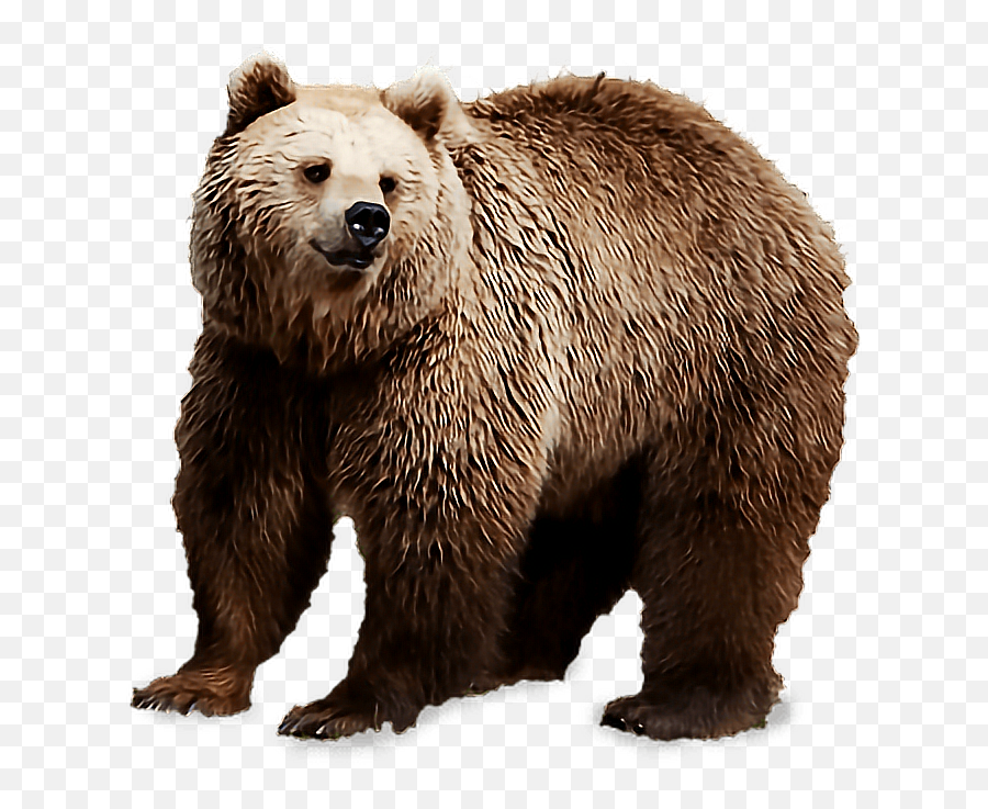 Bearfreetoedit Sticker - Brown Bear Png Emoji,Grizzly Bear Emoji Android