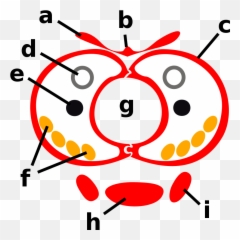 A Coloured Graphic Showing A Horizontal Cross - Section Lepidoptera Mouthparts Emoji,Using Emojis Add Your Tattoos Silhouette