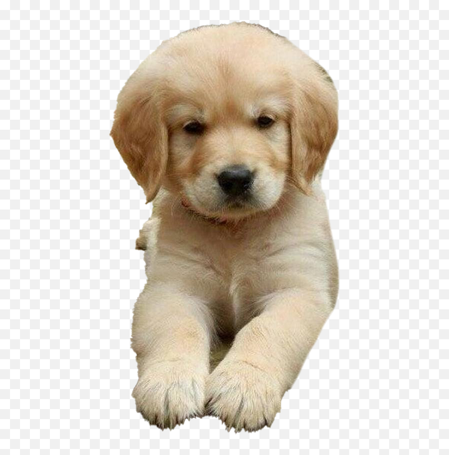 Golden Retriever Png Transparent Images - Golden Retriever Puppy Emoji,Send Your Friends Cute Cream Labrador Retriver Emojis