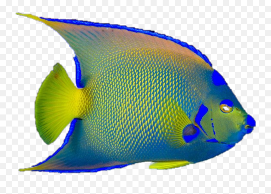 Colormehappy Fish Fishes Tropic - Holacanthus Emoji,Tropical Fish Emoji