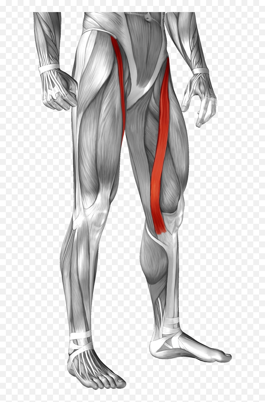 Location - Sartorius Muscle Transparent Png Free Download Emoji,Muscular Both Arm Emoji