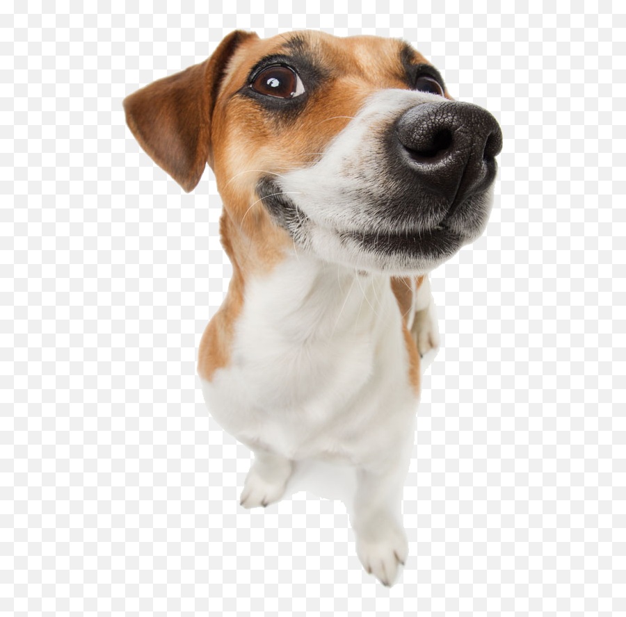 Made Laugh For People Pet God Clipart - Dog Emoji,Jack Russell Emoji