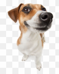 Made Laugh For People Pet God Clipart - Dog Emoji,Jack Russell Emoji